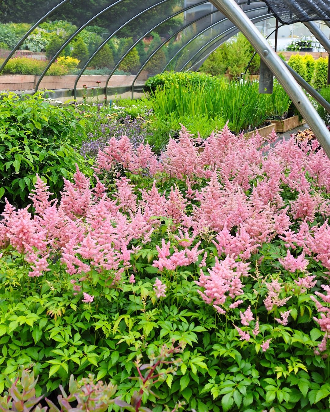 A greenhouse filled with vibrant pink astilbe flowers and lush green plants, creating a serene botanical atmosphere.