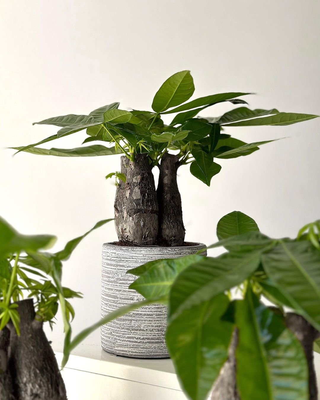 A potted pothos plant featuring a prominent tree trunk, showcasing vibrant green leaves and a sturdy base.
