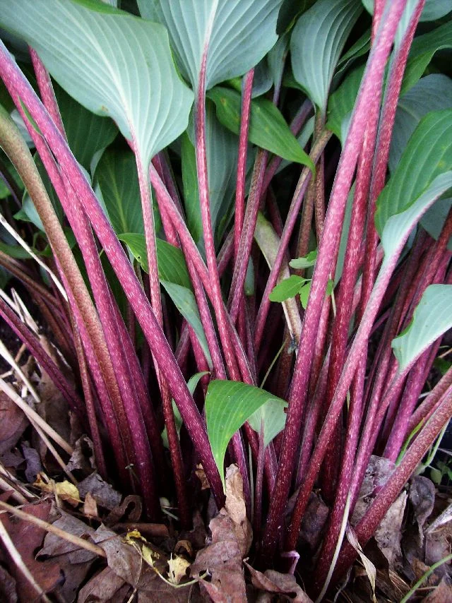 Hosta 'Red October'