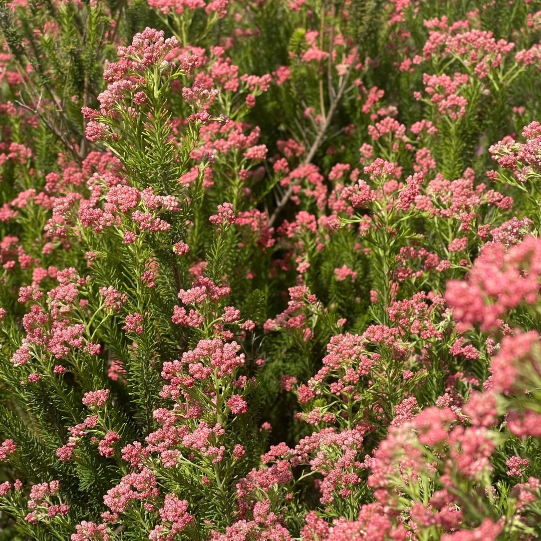 Pink rice flowers blooming in a field with a bush in the center.