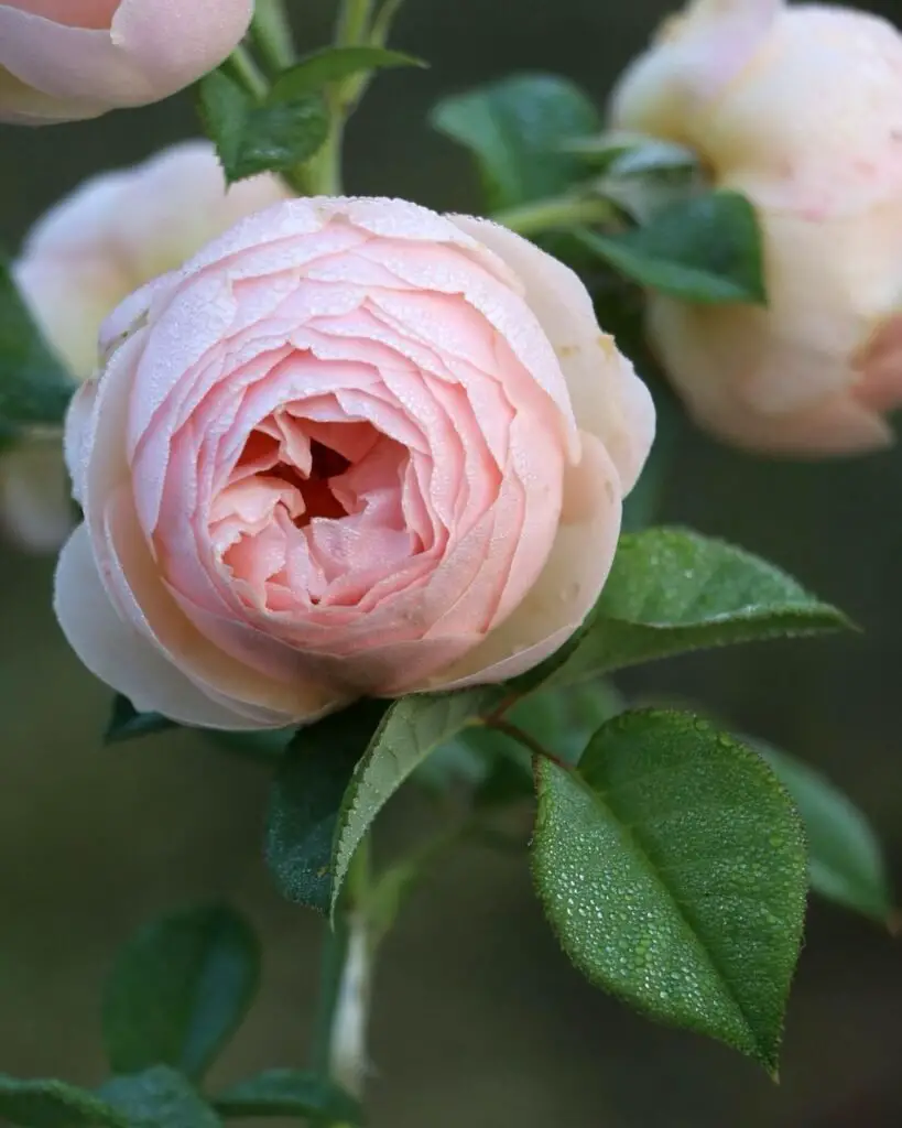 Roses are timeless, elegant flowers known for their captivating beauty and rich fragrance, making them a favorite in gardens and floral arrangements.