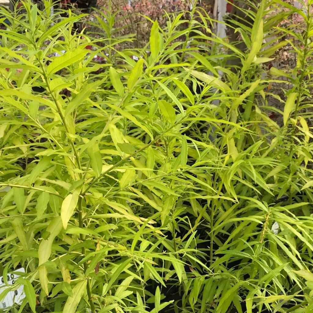 Japanese Willow Bush (Salix sachalinensis)