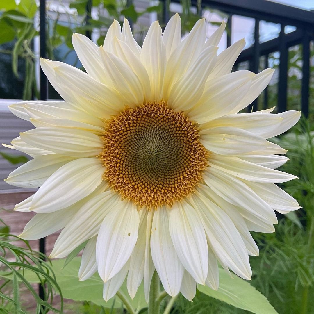 A large white sunflower with a vibrant yellow center, showcasing its unique beauty and striking color contrast.