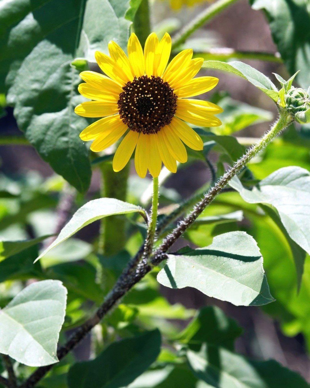 A vibrant wild sunflower stands tall amidst lush green foliage, showcasing its bright yellow petals and sturdy stem.