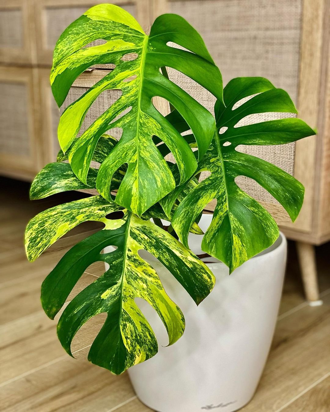 • 𝑴𝒐𝒏𝒔𝒕𝒆𝒓𝒂 𝒂𝒖𝒓𝒆𝒂 𝑴𝒂𝒓𝒎𝒐𝒓𝒂𝒕𝒂   #hellonewplant 12.09.2023#monstera #monsteraaurea #monsteramarmorata #monsteraaureavariegata #monsteraaureamarmorata #monsteramonday #monsteracolection #monsterava