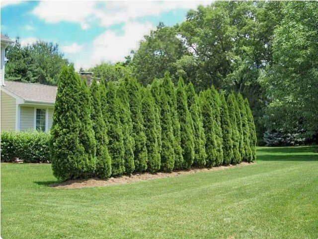 Emerald Green Arborvitae (*Thuja occidentalis* 'Emerald Green') is a compact, evergreen shrub with dense, rich green foliage, perfect for hedges and privacy screens. Evergreen Trees 