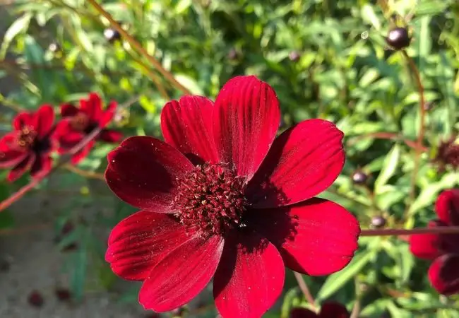 15 Stunning Brown Flowers to Add Earthy Elegance to Your Garden