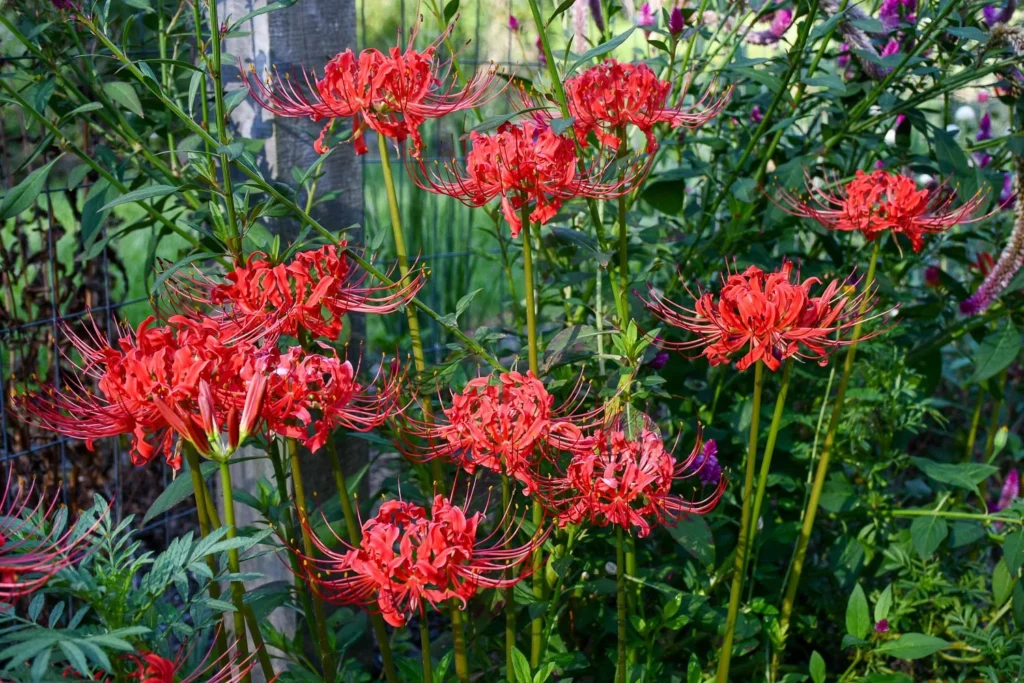 10 Spooky Plants for a Halloween Garden: Eerie Ideas & Care Tips 11 Red Spider Lily (Lycoris radiata)