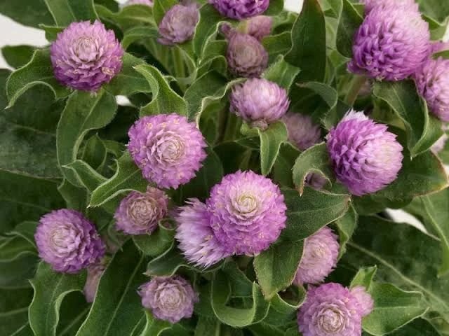 Gomphrena, commonly known as globe amaranth, is a hardy annual with dense, round flower heads in vibrant colors like pink, purple, and white, often used in dried arrangements and for attracting pollinators to gardens.