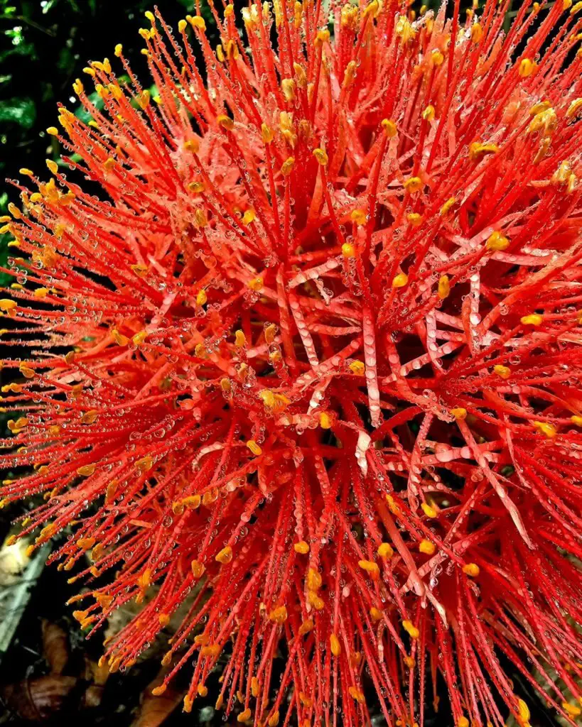 Bloodflower (*Asclepias curassavica*) is a vibrant, tropical plant with clusters of bright red and orange flowers, known for attracting butterflies and adding bold color to gardens.