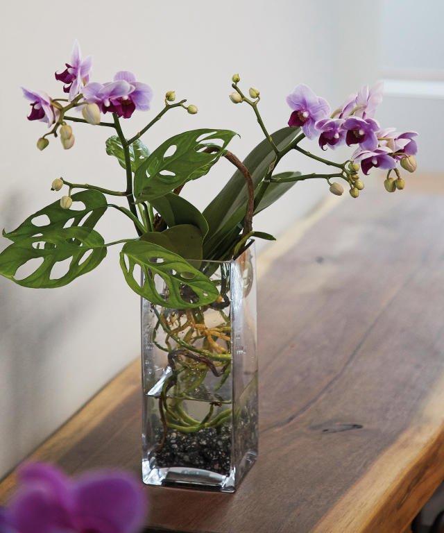 Water-growing Oncidiums involves placing clean roots in a container with water, changing water every 2-3 days, and ensuring indirect light and proper humidity.