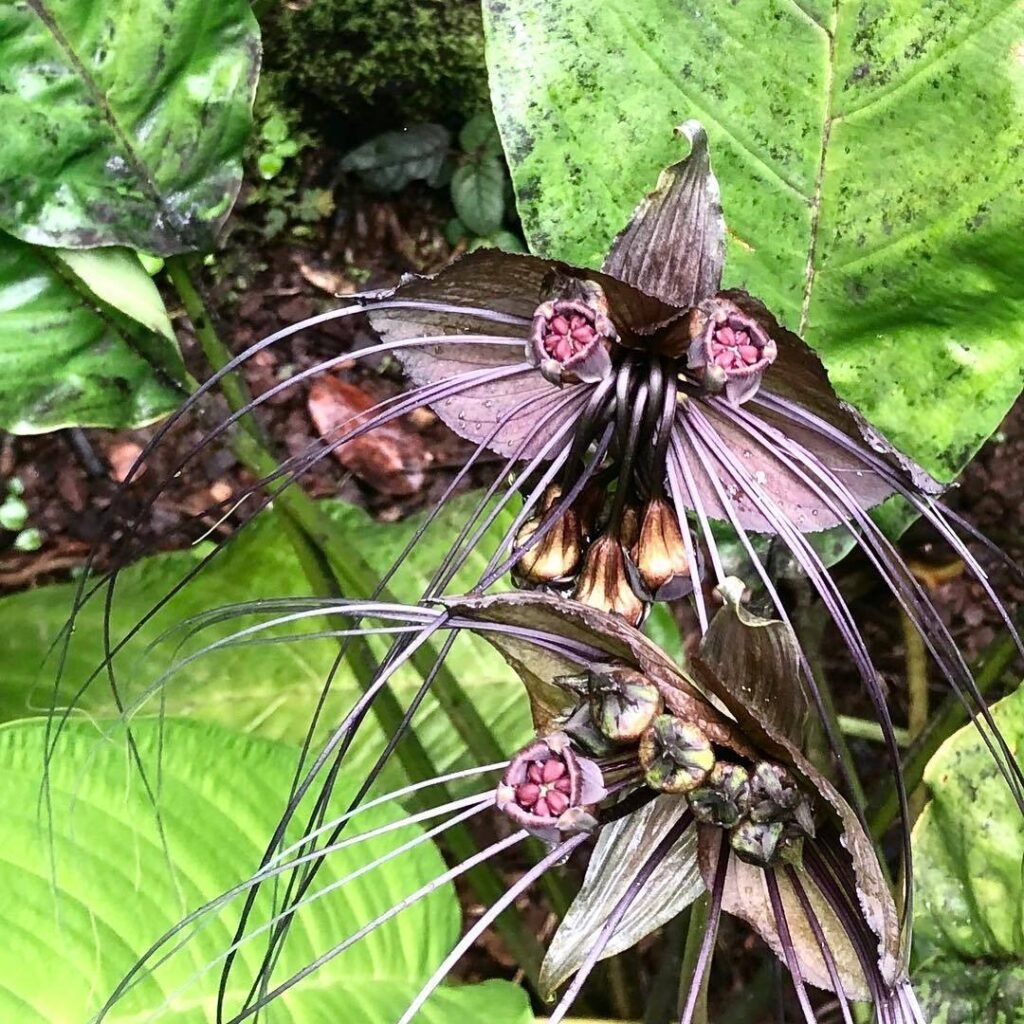 The Bat Flower (*Tacca chantrieri*) is an exotic plant known for its unique, bat-shaped, dark purple or black flowers with long whisker-like bracts, often grown for its striking and unusual appearance.