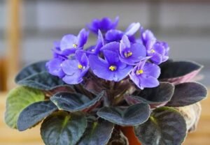 African Violet Seeds : A Complete Guide to Growing These Miniature Beauties (2024)