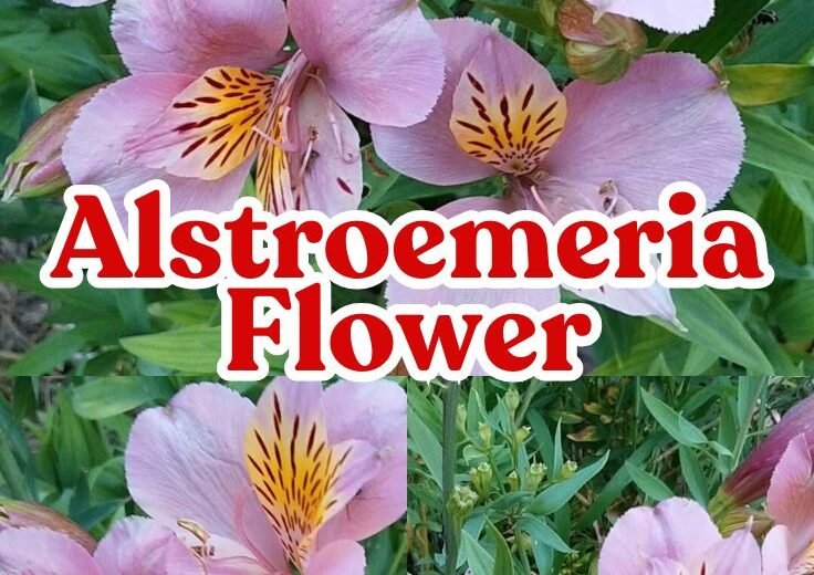 Alstroemeria Flower