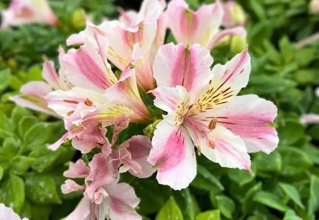 Alstroemeria : The Ultimate Guide to Growing and Caring for Peruvian Lilies (2024)