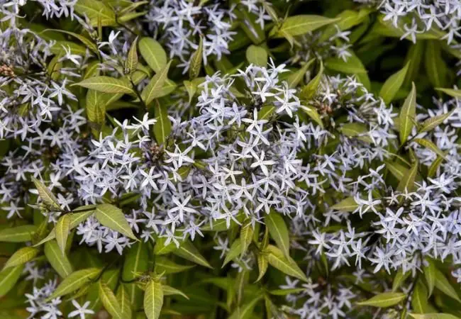 Amsonia Blue Star : A Stunning Perennial for Your Garden