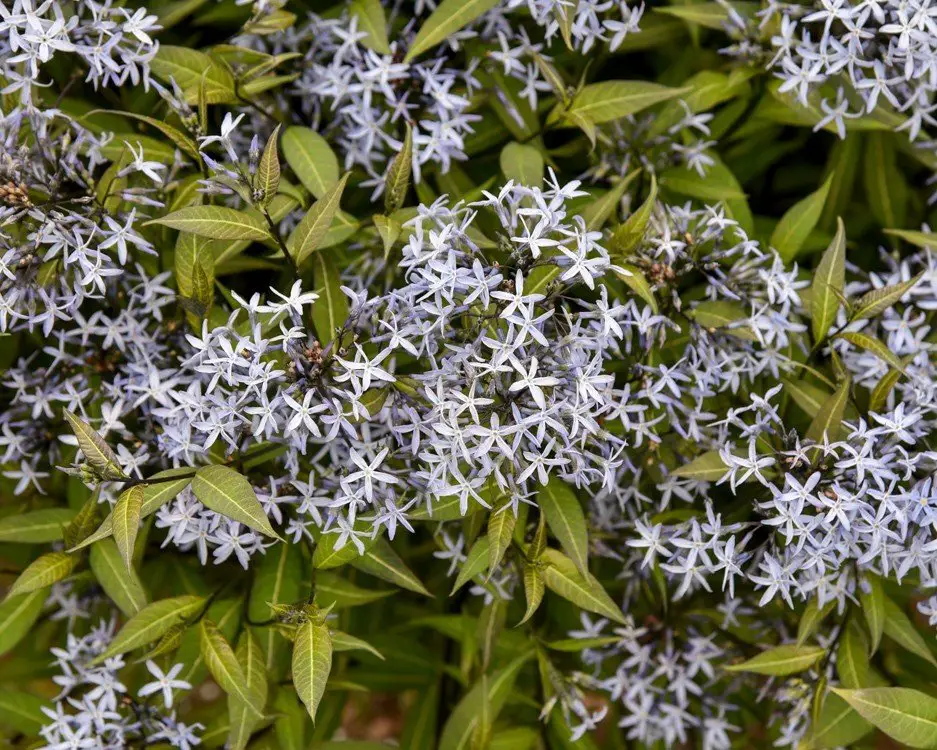  A bush adorned with numerous blue flowers, showcasing the vibrant blooms of Amsonia Blue Star.