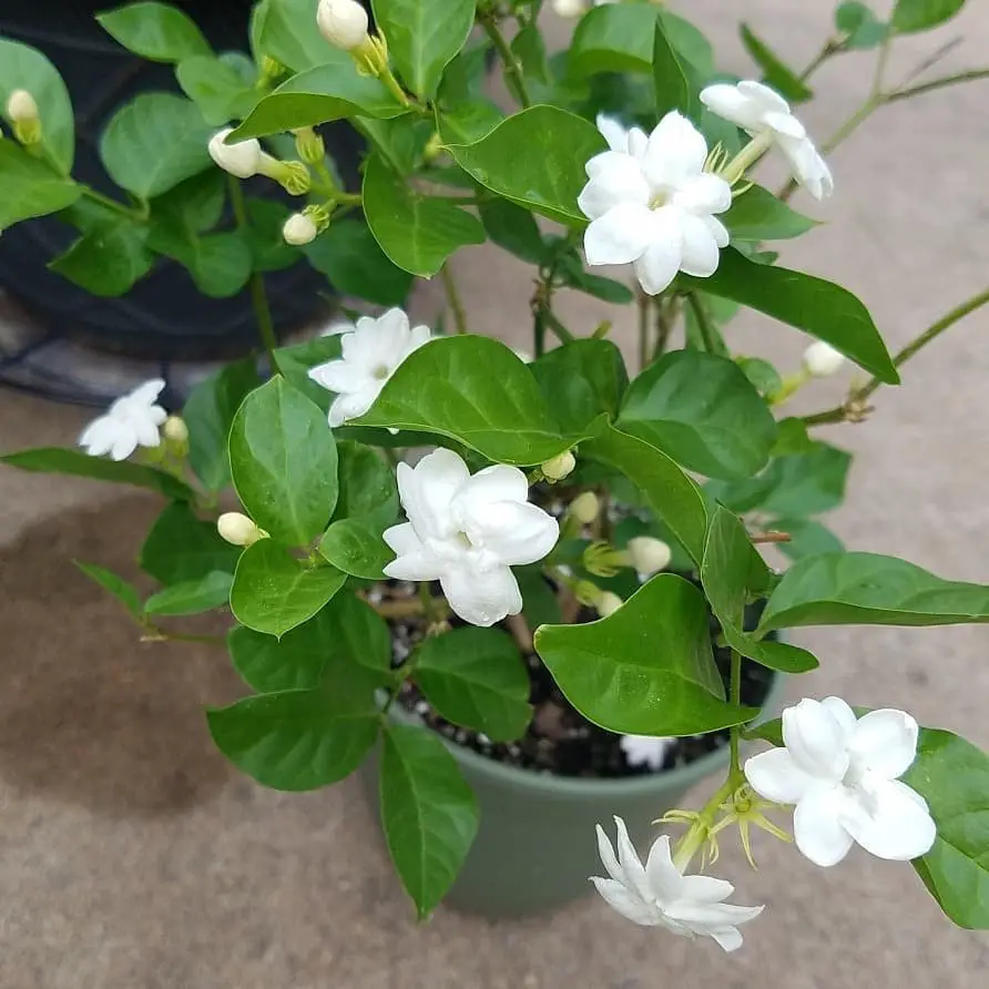 Jasmine plants are fragrant, vining shrubs known for their small, star-shaped white or yellow flowers, often associated with purity and romance, and thrive in warm, sunny conditions.