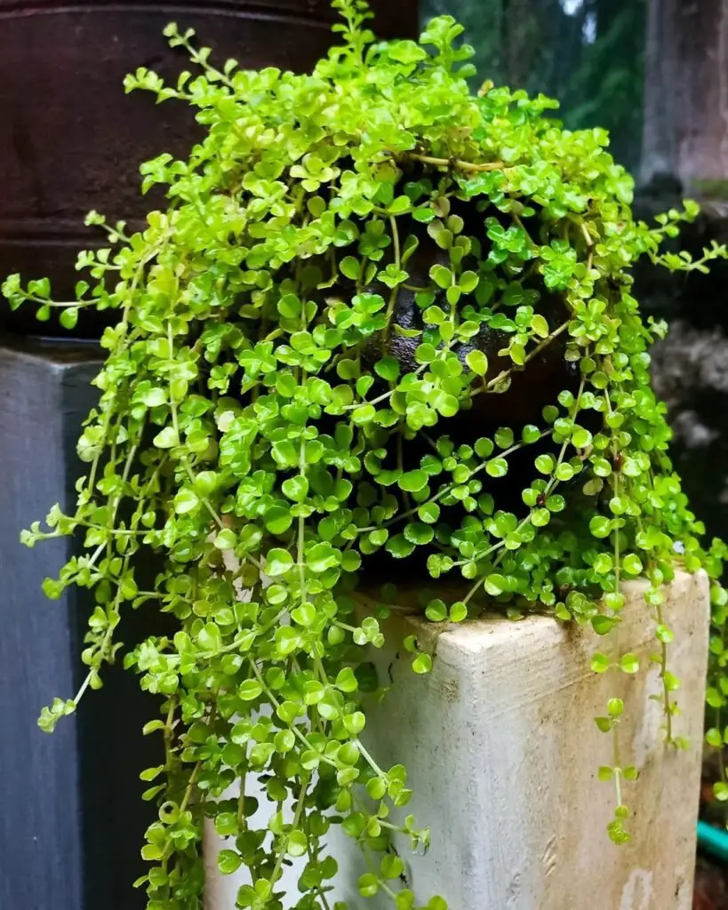 Baby Tears (*Soleirolia soleirolii*) is a delicate, low-growing plant with tiny, round leaves that form a lush, dense mat, ideal for ground cover or as a decorative indoor plant.