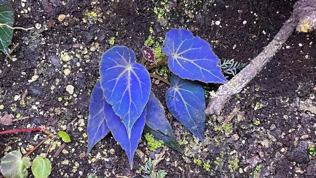 "Behind Blue Leaves" could refer to plants or artistic concepts featuring blue-tinted foliage. Many plants, like blue hostas or eucalyptus, have leaves with bluish hues, adding cool tones and unique textures to gardens.