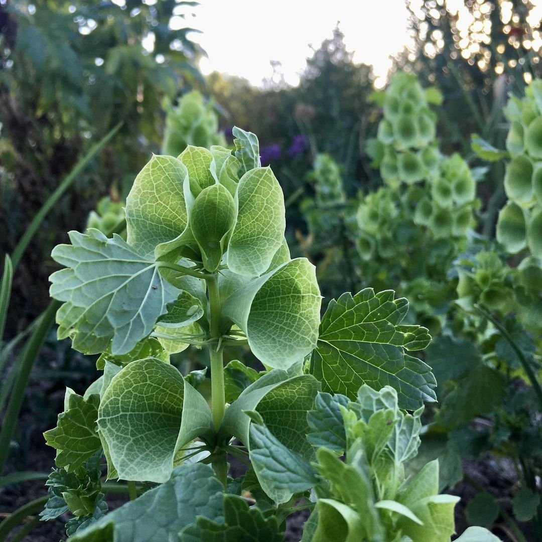 A vibrant plant with green leaves and delicate Bells of Ireland flowers flourishing in a garden setting.