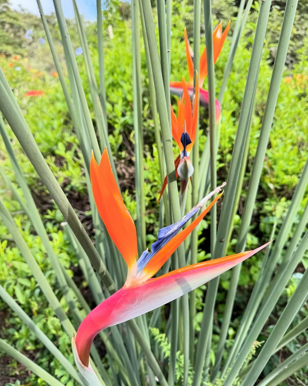 A vibrant bird of paradise flower showcasing its striking orange and blue petals against a lush green background.