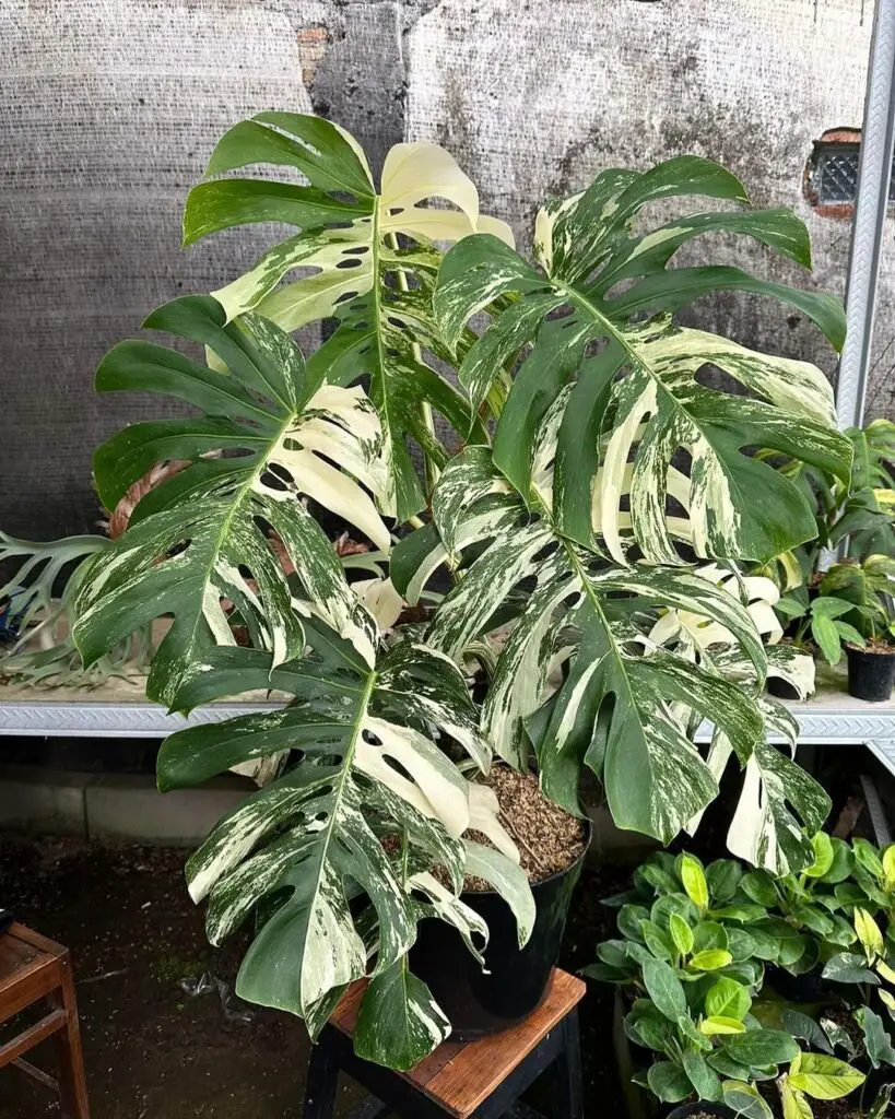 Monstera deliciosa, also known as the Swiss Cheese Plant, is a trendy indoor plant with large, glossy leaves featuring unique natural holes, adding a bold, tropical vibe to any space.