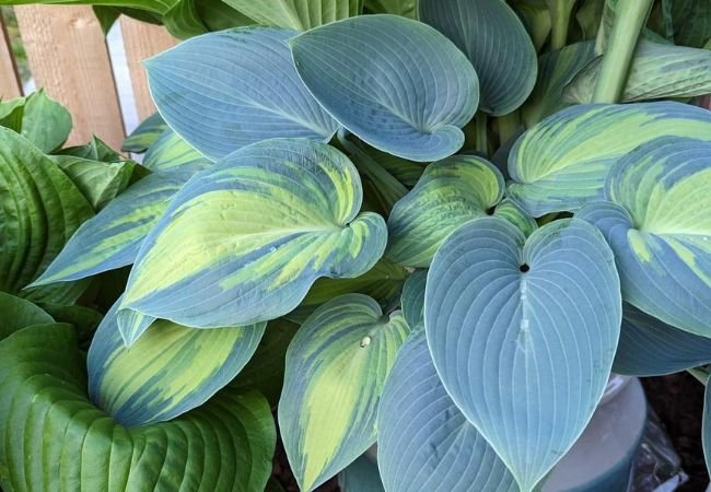 Bleuphoria Hosta : A Stunning Blue-Green Beauty for Your Shade Garden