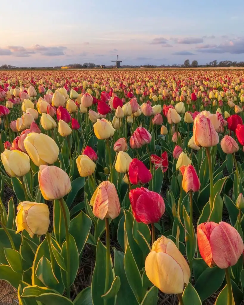 Tulips are popular spring-blooming bulbs known for their vibrant, cup-shaped flowers in a wide range of colors, symbolizing love, renewal, and beauty in gardens and floral arrangements.