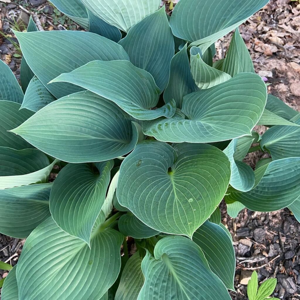 The *Blue Angel Hosta* is a large, shade-loving perennial known for its striking, heart-shaped blue-green leaves and pale lavender flowers, making it a standout in shaded gardens.