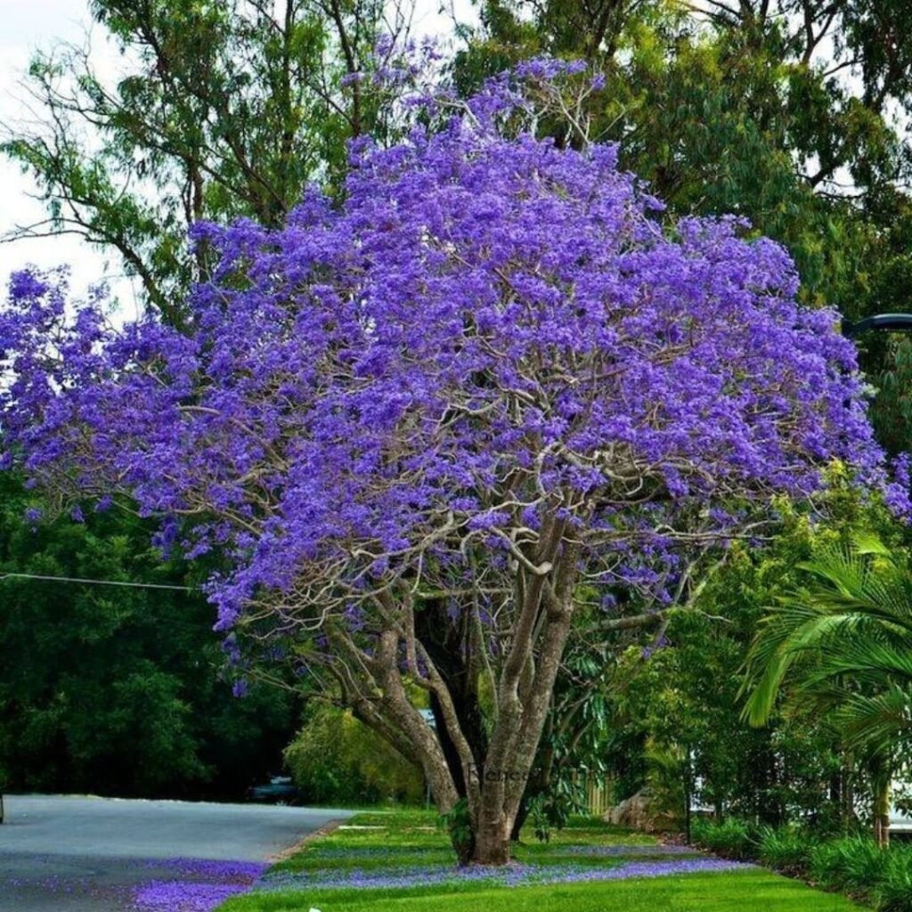 Blue Jacaranda (*Jacaranda mimosifolia*) is a subtropical tree known for its stunning lavender-blue trumpet-shaped flowers, creating a vibrant display in spring and early summer.