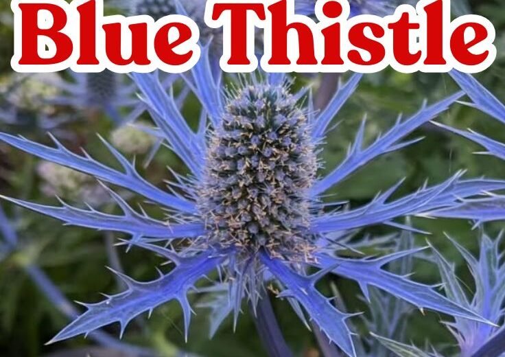 Blue Thistle