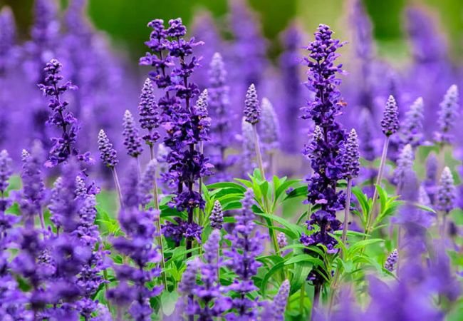 Purple Salvias : A Guide to Growing Vibrant Perennial Beauties (2024)