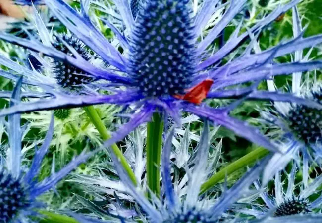 Blue Thistle : A Guide to Growing and Appreciating This Striking Flower (2024)