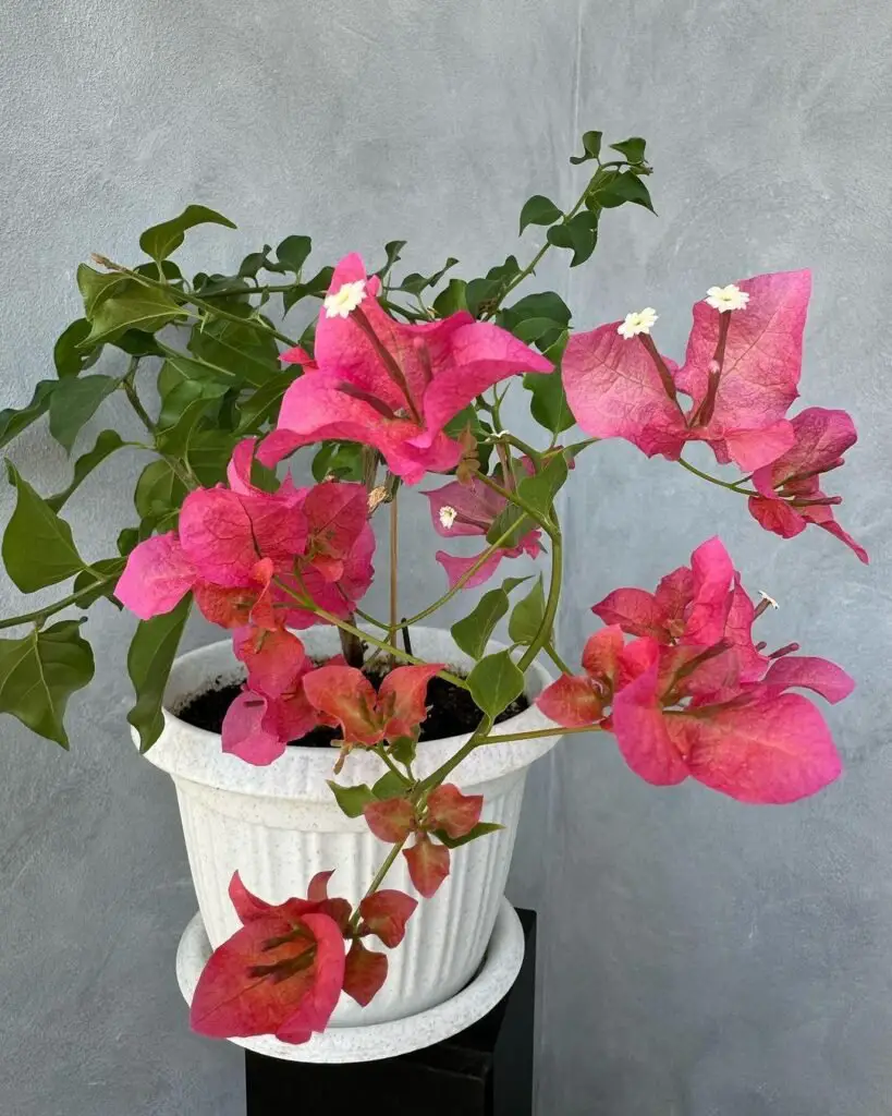 Bougainvillea is a vibrant, climbing plant known for its papery, colorful bracts in shades of pink, purple, red, and orange, commonly used to add bold splashes of color to gardens and walls.