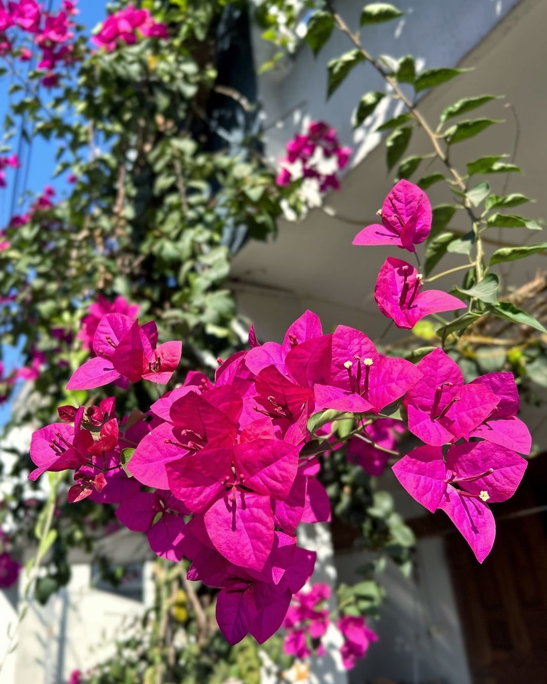  A vibrant display of purple bougainvillea flowers blooming in front of a pristine white building.