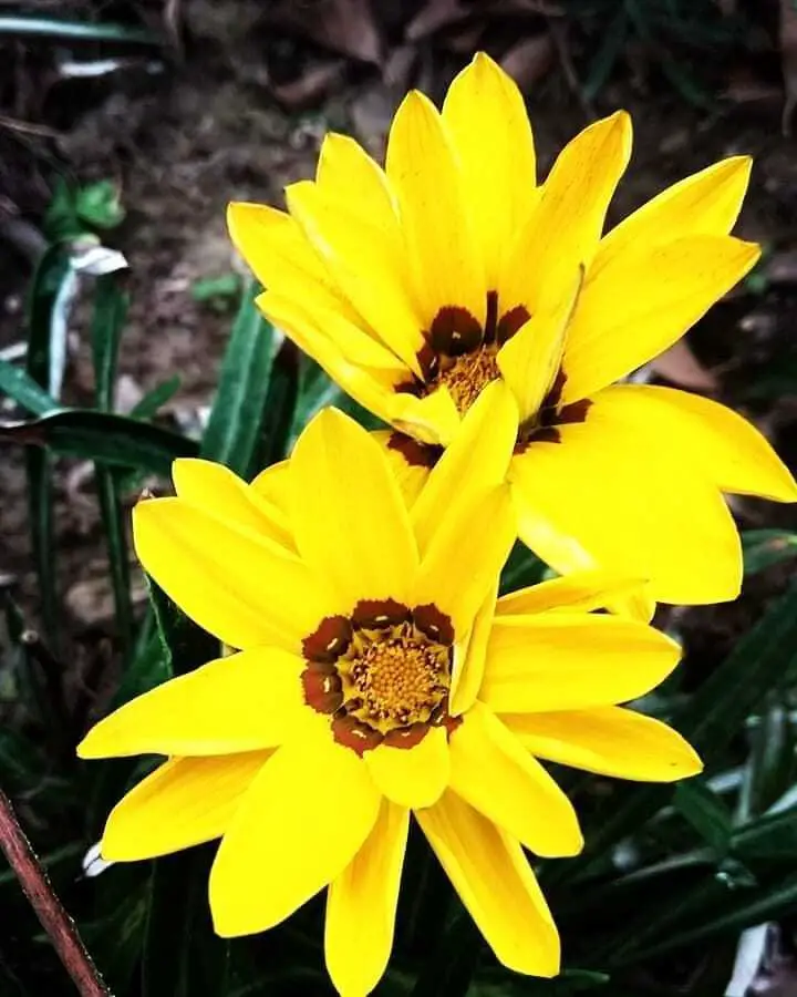 Brown-Eyed Susan (*Rudbeckia triloba*) is a charming perennial featuring yellow petals with dark brown centers, known for its resilience and ability to attract pollinators, making it a lovely addition to gardens.