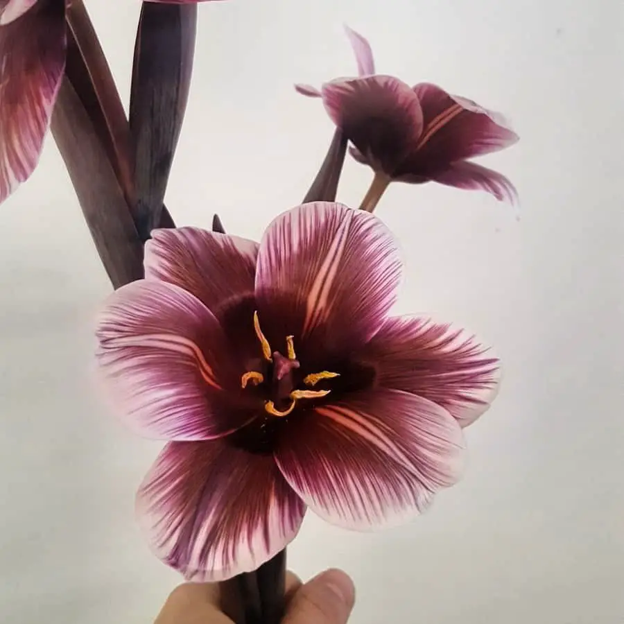 The Brown Turkish Tulip is a rare and exotic tulip variety known for its rich, earthy brown and reddish hues, offering a distinctive and elegant appearance in spring gardens and adding depth to floral arrangements.