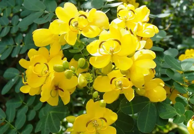 Bushes with Yellow Flowers : A Comprehensive Guide to Vibrant Garden Shrubs (2024)