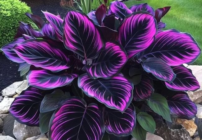 Calathea Couture : The Ultimate Guide to This Stunning Ornamental Plant (2024)