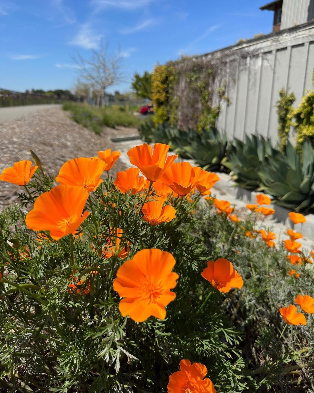 The California Poppy (*Eschscholzia californica*) is a vibrant, drought-tolerant wildflower with bright orange or yellow petals, often used to add bold color to gardens and landscapes.