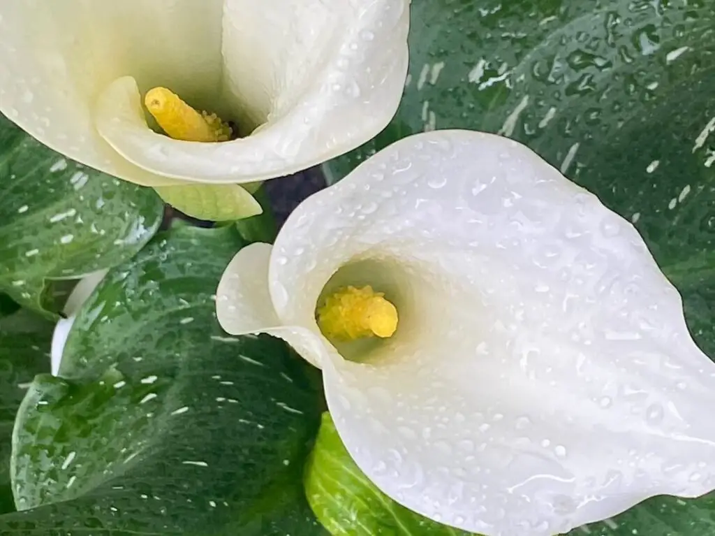 Calla lilies are elegant, trumpet-shaped flowers with a smooth, sleek appearance, often found in white, yellow, or purple hues, symbolizing beauty and purity, and frequently used in weddings and formal arrangements.