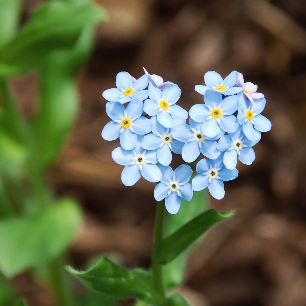 Caring for Forget-Me-Not bouquets involves keeping them in cool water with flower food, changing the water regularly, and placing them in a location with indirect sunlight.