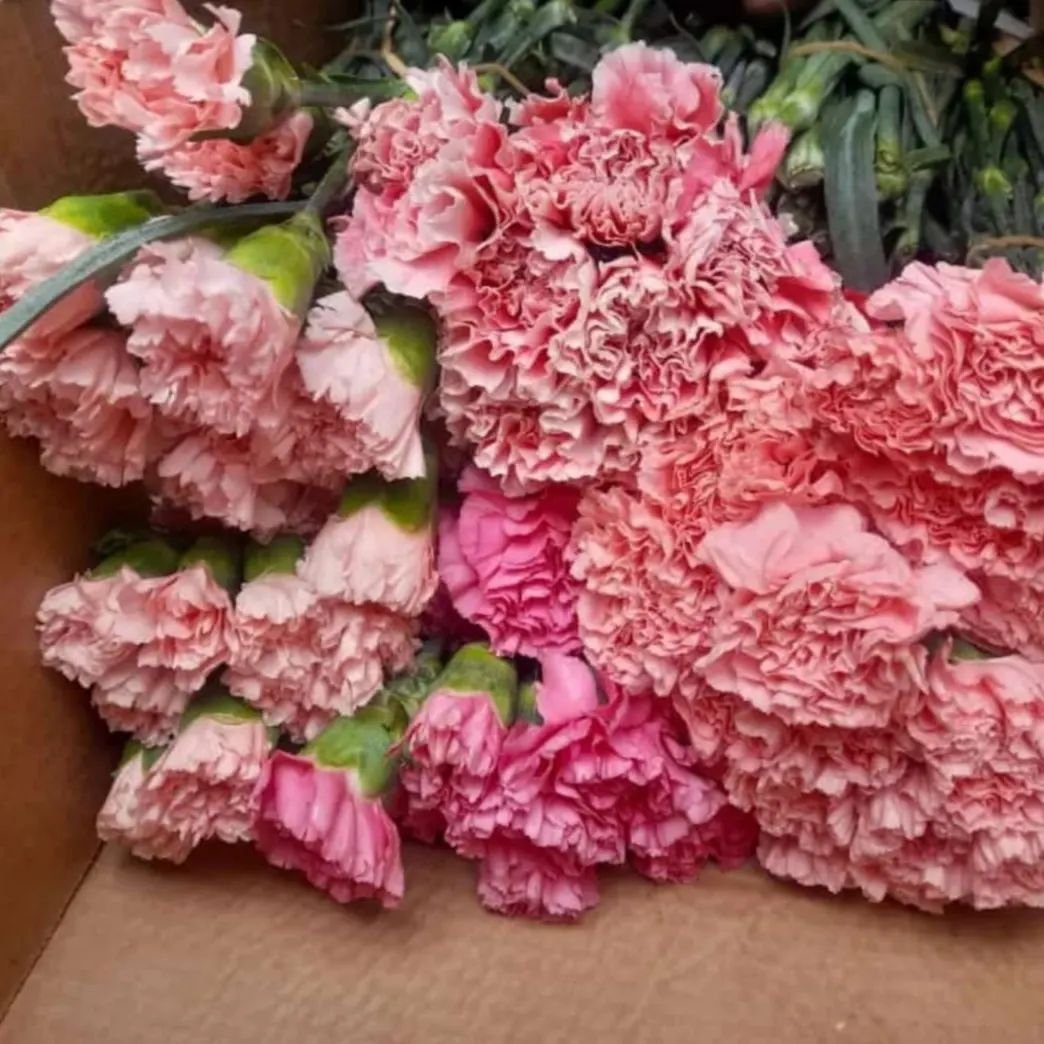 A box overflowing with vibrant pink carnations, showcasing their delicate petals and lush green stems.