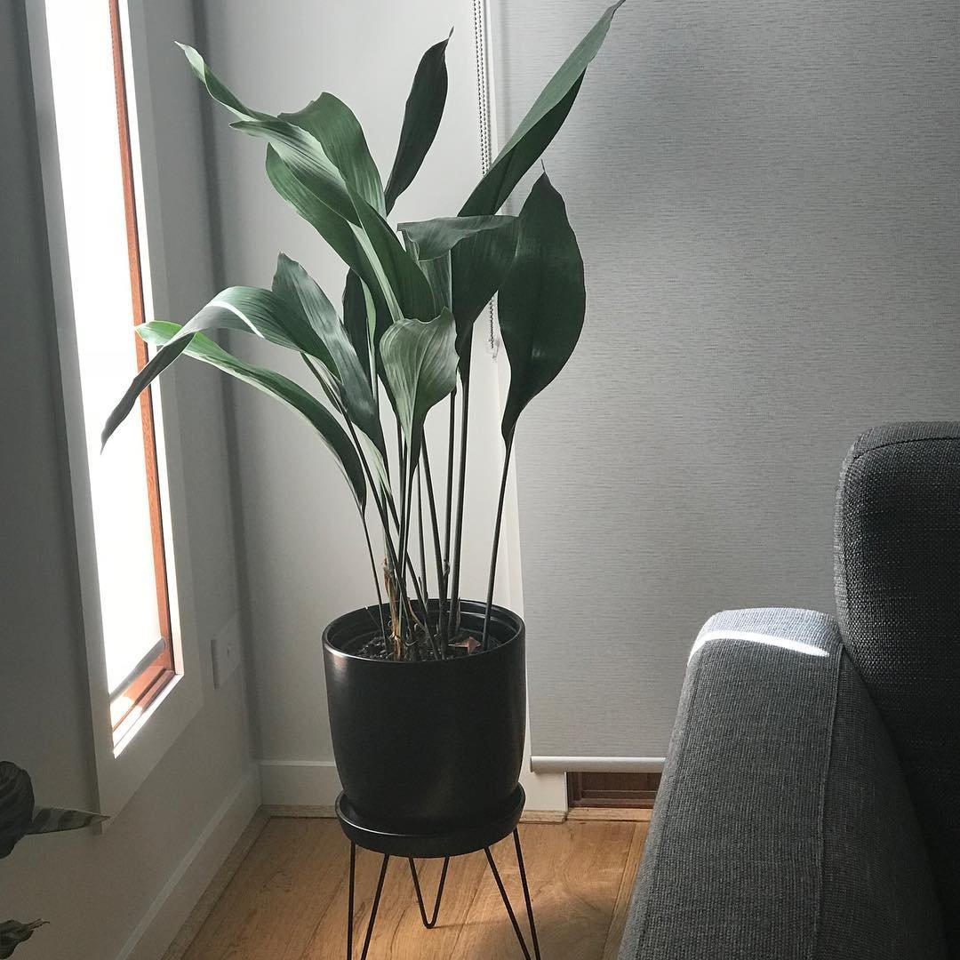 A Cast Iron Plant in a black pot, elegantly displayed on a stand, showcasing its lush green foliage.
