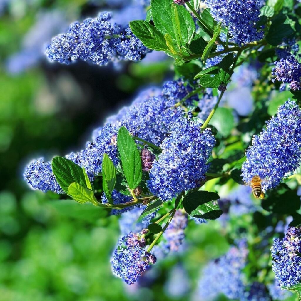 Ceanothus, also known as California Lilac, is a genus of shrubs known for their vibrant clusters of blue or purple flowers, drought tolerance, and use in native and wildlife-friendly gardens.