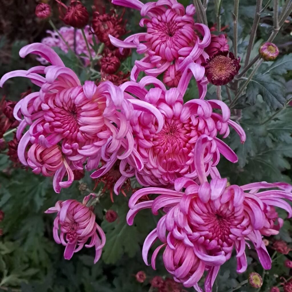 Chrysanthemums, often called mums, are popular flowering plants known for their bright, colorful blooms in a variety of shapes and sizes, thriving in full sun and well-draining soil.