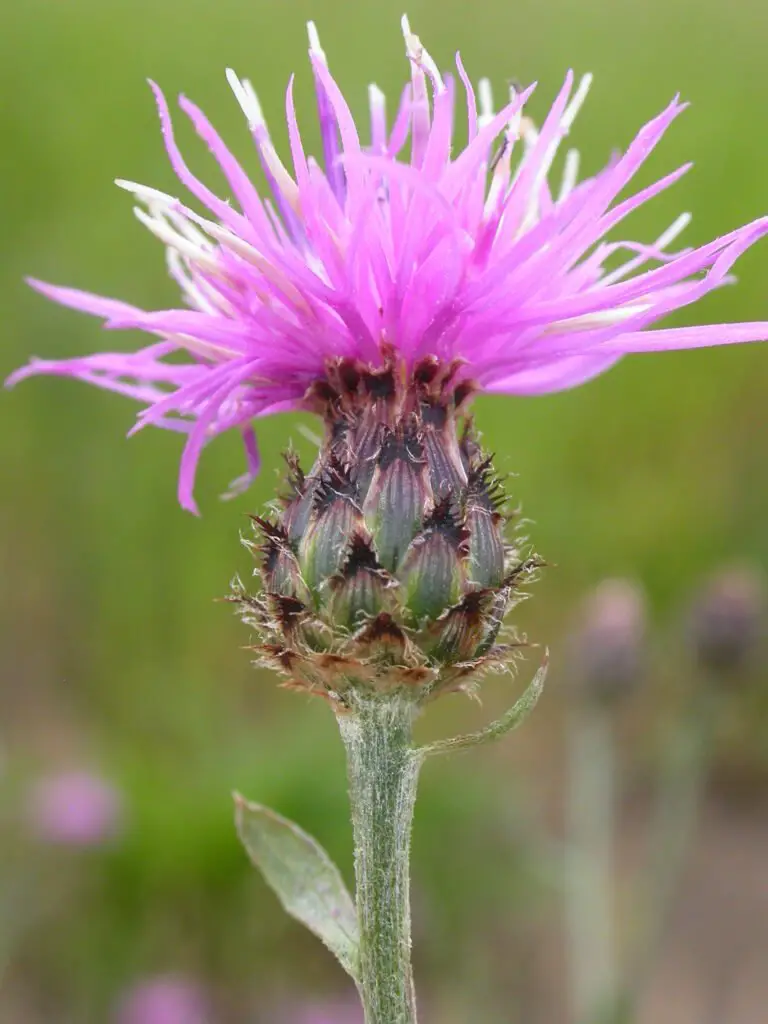 Knapweed is a hardy, invasive perennial characterized by its vibrant purple, pink, or white flowers and deeply lobed leaves, commonly found in meadows and disturbed areas, and can outcompete native plants if not managed properly.