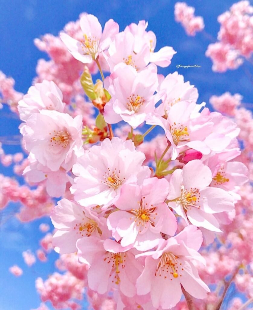 Cherry blossoms are delicate, pink or white flowers that bloom on cherry trees, symbolizing the fleeting nature of life, beauty, and renewal, often celebrated in springtime festivals.