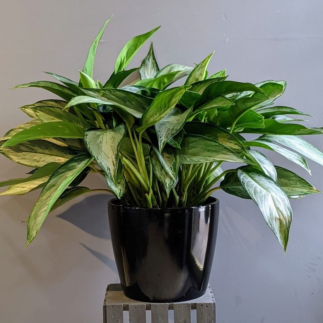 A Chinese Evergreen potted plant with lush green leaves displayed on a wooden stand, enhancing the natural decor.
